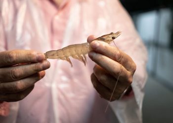 Heads or tails? Both!