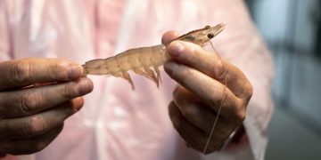 Heads or tails? Both!