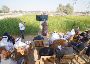 ICBA Launches Millet Demo Farm on COP28 Sidelines