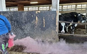 Healthy hooves provide a healthy dairy cow – Using Hoofoss with Stalosan to improve animal health and reduce animal health costs