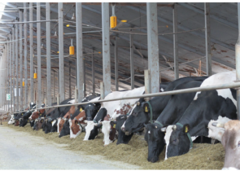 HVLS FANS FOR DAIRY FARMS-Boosting Animal Productivity with Large Ceiling Fans and THI Control