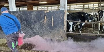 Healthy hooves provide a healthy dairy cow – Using Hoofoss with Stalosan to improve animal health and reduce animal health costs