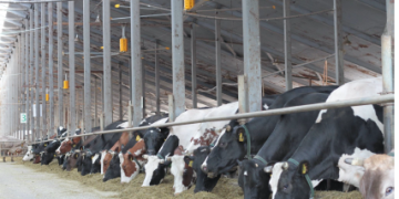 HVLS FANS FOR DAIRY FARMS-Boosting Animal Productivity with Large Ceiling Fans and THI Control