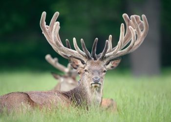 Equitrans Logistics Oversees Pioneering Shipment of Red Deer Semen