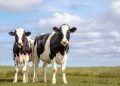 More than $3 million earned through 2023 by dairy producers for carbon projects initiated with Agolin in 2021 and 2022