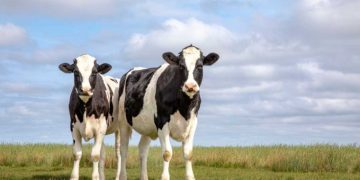 More than $3 million earned through 2023 by dairy producers for carbon projects initiated with Agolin in 2021 and 2022