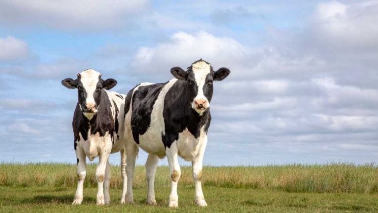 More than $3 million earned through 2023 by dairy producers for carbon projects initiated with Agolin in 2021 and 2022