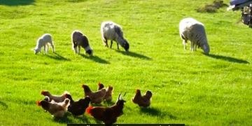 Chicken Full Stream Valorization: an illustration of our Symrise Circular Economy approach – Focus