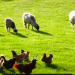 Chicken Full Stream Valorization: an illustration of our Symrise Circular Economy approach – Focus