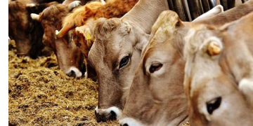 Animal Feed Probiotics Market To Hit US$ 12 Billion By 2032 | Exclusive Report By Fact.MR.