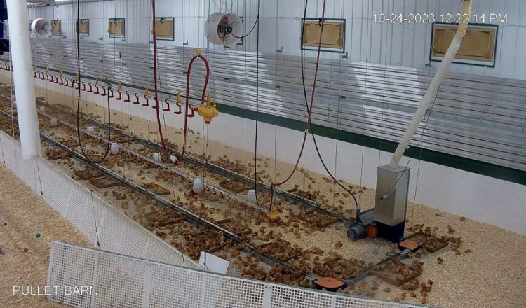 Ebenfeld Hutterian Brethren Enhances Poultry Production with BioTherm’s Cutting Edge Heating System