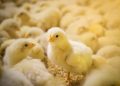 Where are the Birds? NOVUS Shares Hatchability Insights at IPPE’s TECHTalks