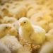 Where are the Birds? NOVUS Shares Hatchability Insights at IPPE’s TECHTalks