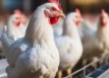 Give Your Birds a Breathing Chance!