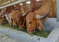 NOVUS to Deliver Milk Production Advice to India Market in Webinar Series