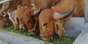 NOVUS to Deliver Milk Production Advice to India Market in Webinar Series