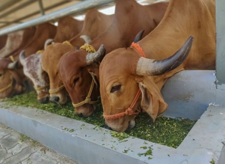 NOVUS to Deliver Milk Production Advice to India Market in Webinar Series