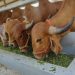 NOVUS to Deliver Milk Production Advice to India Market in Webinar Series