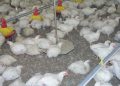 Why weigh broilers?