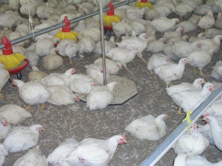 Why weigh broilers?