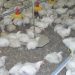 Why weigh broilers?