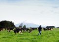NZMP launches tools to increase transparency  of product level emissions data