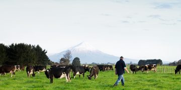 NZMP launches tools to increase transparency  of product level emissions data