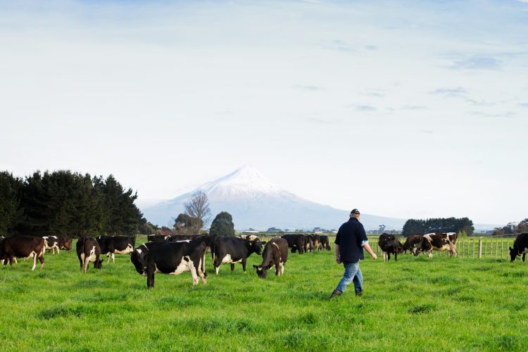 NZMP launches tools to increase transparency  of product level emissions data