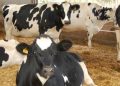 UFAC feed supplements proven to support freshly calved cows