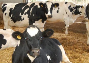 UFAC feed supplements proven to support freshly calved cows