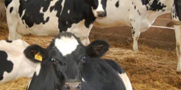 UFAC feed supplements proven to support freshly calved cows