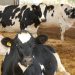 UFAC feed supplements proven to support freshly calved cows