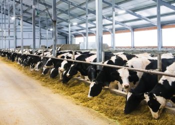 Greener Cattle Initiative Opens Call for Enteric Methane Emission Research