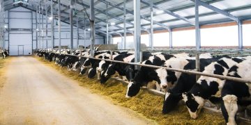 Greener Cattle Initiative Opens Call for Enteric Methane Emission Research