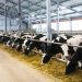Greener Cattle Initiative Opens Call for Enteric Methane Emission Research