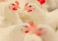 Unlocking the Potential: Jefo Protease Enhances Broiler Performance and Gut Health