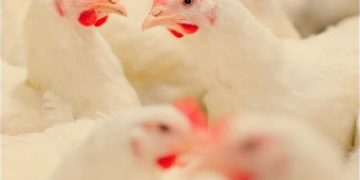 Unlocking the Potential: Jefo Protease Enhances Broiler Performance and Gut Health