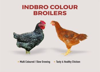 SLOW GROWING CHICKEN IS TASTY AND HEALTHY