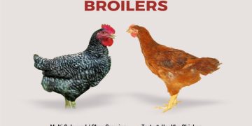 SLOW GROWING CHICKEN IS TASTY AND HEALTHY