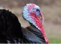 Stress Reduction and Performance Improvement in Turkeys