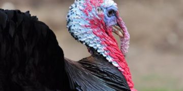Stress Reduction and Performance Improvement in Turkeys