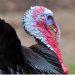 Stress Reduction and Performance Improvement in Turkeys