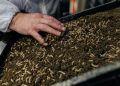Feed production of the future: The potential of insects as an alternative source of protein