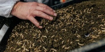 Feed production of the future: The potential of insects as an alternative source of protein