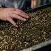 Feed production of the future: The potential of insects as an alternative source of protein