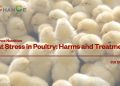 Lachance Nutrition|Heat Stress in Poultry: Harms and Treatments