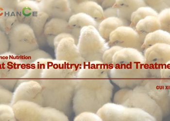 Lachance Nutrition｜Heat Stress in Poultry: Harms and Treatments