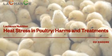 Lachance Nutrition｜Heat Stress in Poultry: Harms and Treatments