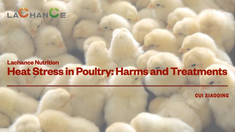 Lachance Nutrition|Heat Stress in Poultry: Harms and Treatments