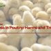 Lachance Nutrition|Heat Stress in Poultry: Harms and Treatments